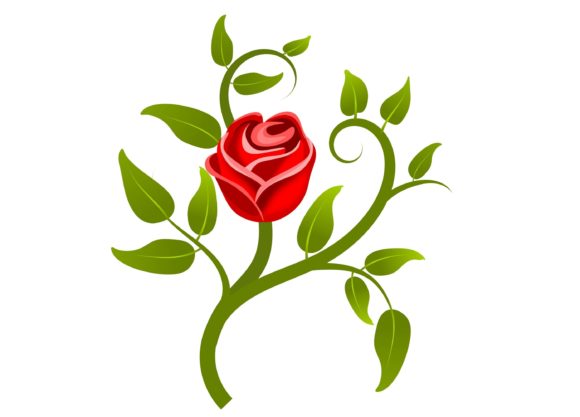 Free Red Rose Illustration: A Comprehensive Evaluation